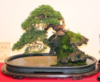 ishitsuki juniperus bonsai suibanban koos andrastol bonsai kiallitas